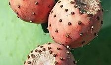 蛋仔皮肤仙人掌最新爆料,蛋仔皮肤仙人掌全新爆料，带你领略独特魅力